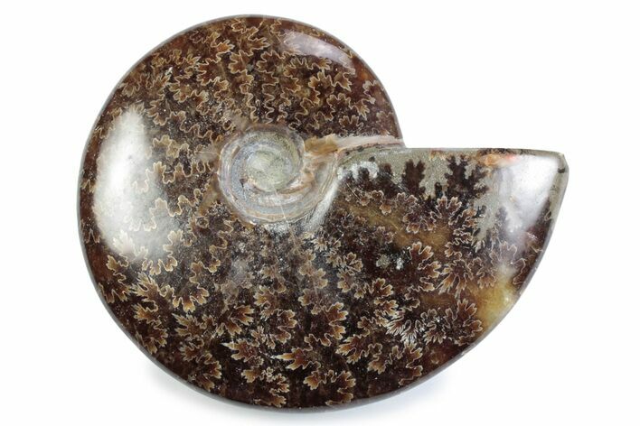 Polished Ammonite (Cleoniceras) Fossil - Madagascar #364962